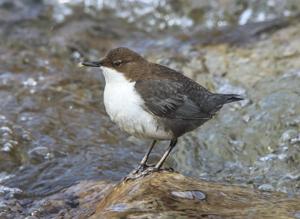 Cinclus cinclus