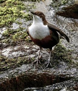 Cinclus cinclus