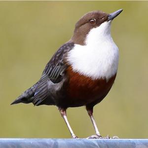 Cinclus cinclus