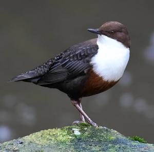 utils/thumbs/Cinclidae/Cinclus_cTdCoVSvbh3rNjkYxzfqDn.jpg