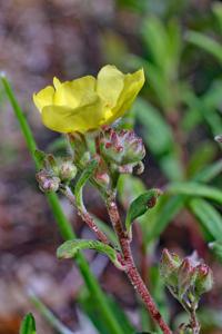 Crocanthemum corymbosum