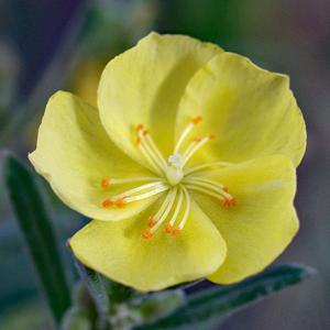 Crocanthemum rosmarinifolium