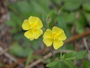 Crocanthemum corymbosum