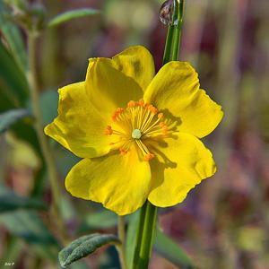 Helianthemum corymbosum