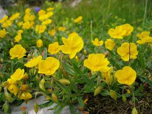 utils/thumbs/Cistaceae/Helianthemum_hMPMC9DESXUvJjPRVznY2t.jpg
