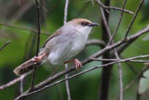 Cisticola chubbi