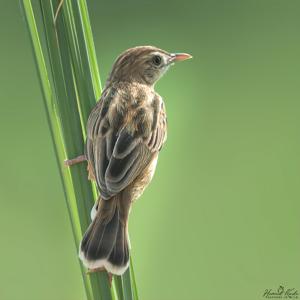 Cisticola juncidis