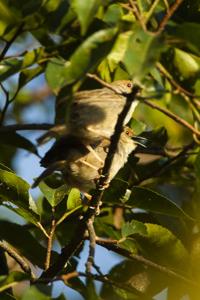 Cisticola chubbi