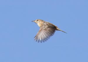 Cisticola juncidis