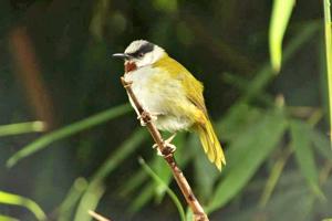 utils/thumbs/Cisticolidae/Eminia_BVXvSYoJcL8j9Q2YMifFgR.jpg