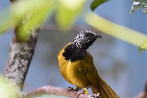 Hypergerus atriceps