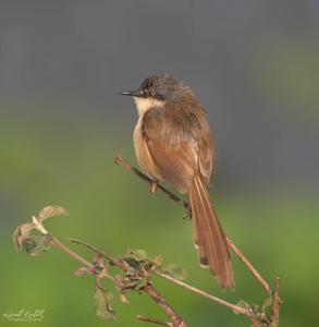 utils/thumbs/Cisticolidae/Prinia_6Us8Bvx64GaGWAeVaCNYLz.jpg