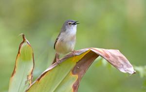 Prinia flaviventris