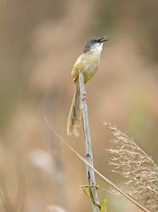 Prinia flaviventris