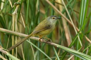 Prinia flaviventris