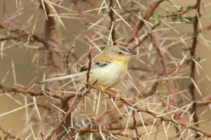utils/thumbs/Cisticolidae/Spiloptila_TVbrWFdnu4pR58oxnAWFoZ.jpg