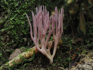 Clavaria zollingeri