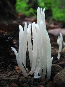 utils/thumbs/Clavariaceae/Clavaria_n2wU24uVaPTKprj5HHimdJ.jpg