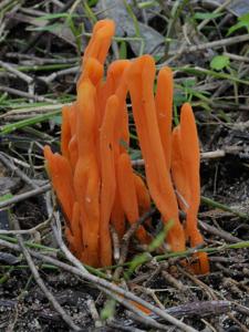 utils/thumbs/Clavariaceae/Clavulinopsis_7UwSfs9DzPopR6wcCAmyfx.jpg