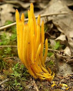 utils/thumbs/Clavariaceae/Clavulinopsis_AQfhhscGVBwANSD39PBkFH.jpg