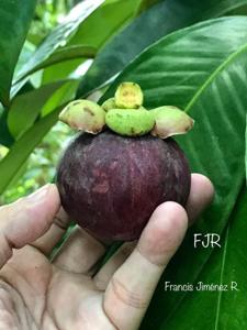 Garcinia mangostana