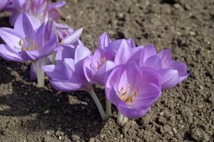 Colchicum Princess Astrid