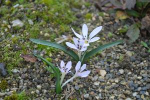Colchicum cupanii