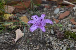 Colchicum variegatum