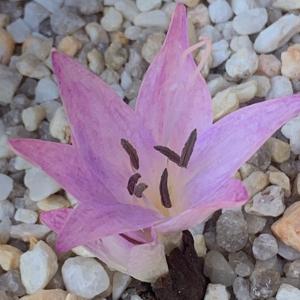 Colchicum macrophyllum