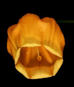 Sandersonia aurantiaca