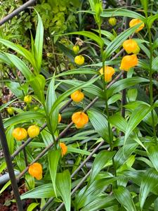 Sandersonia aurantiaca