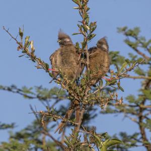 Colius striatus kikuyensis