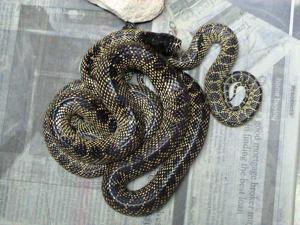 Lampropeltis splendida