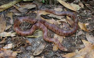 Lampropeltis calligaster rhombomaculata