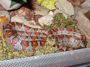 Lampropeltis mexicana mexicana