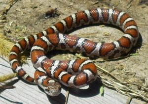 Lampropeltis triangulum  triangulum 