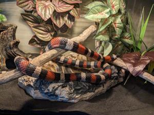 Lampropeltis triangulum campbelli