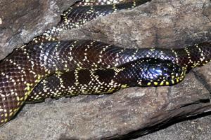 Lampropeltis getula splendida