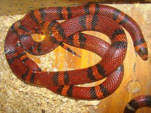 Lampropeltis triangulum  hondurensis