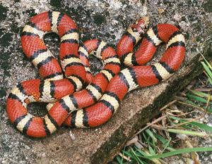 Lampropeltis triangulum  syspila