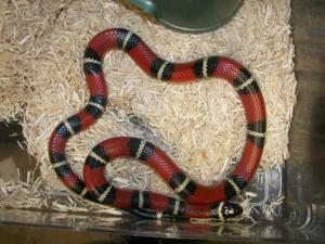 Lampropeltis triangulum  nelsoni