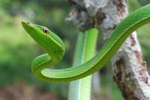 utils/thumbs/Colubridae/Oxybelis_6dJWPny9yy99D3EAs9PKKz.jpg