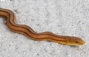 Pantherophis obsoletus quadrivittata