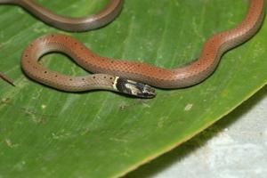 Sibynophis subpunctatus