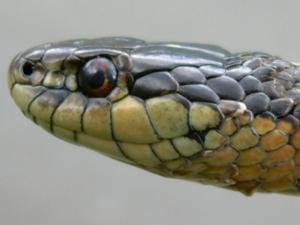 Thamnophis ordinoides