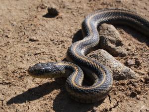 Thamnophis elegans terrestris
