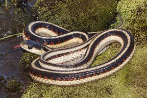 Thamnophis elegans terrestris