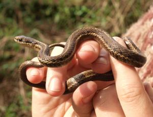 Thamnophis ordinoides