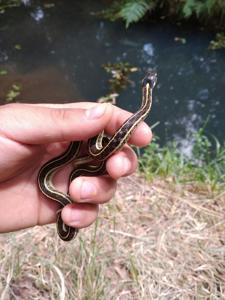 Thamnophis pulchrilatus