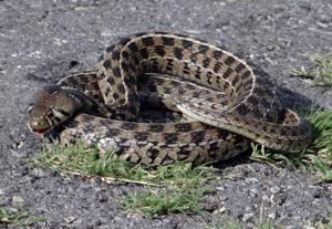 utils/thumbs/Colubridae/Thamnophis_je57tsH8qibrXXLm35NyyJ.jpg